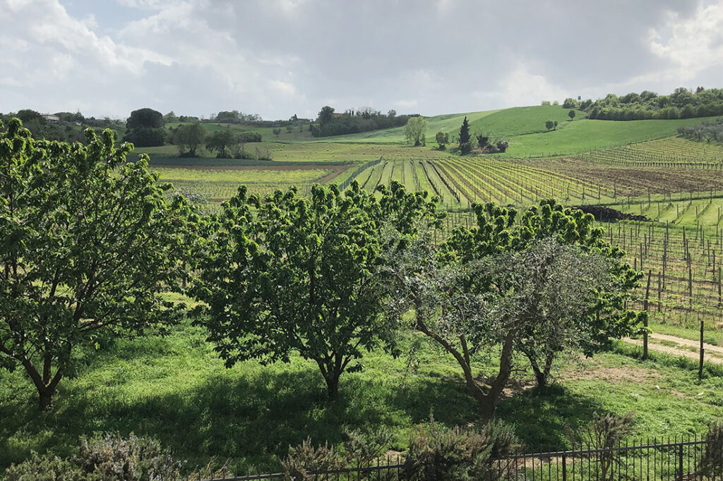 Vin från vingården Valledelle Lepri finns hos Zebrawine, vinprovning uppsala.