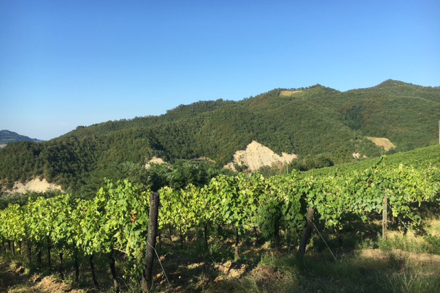 Vinprovning i Uppsala importerar viner från vindistriktet Emilia-Romagna som vi ser på bilden