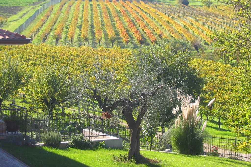 Vinprovning med vin från Emilia Romagna i Italien. På bilden ser vi fält av vinplantor med träd i förgrunden