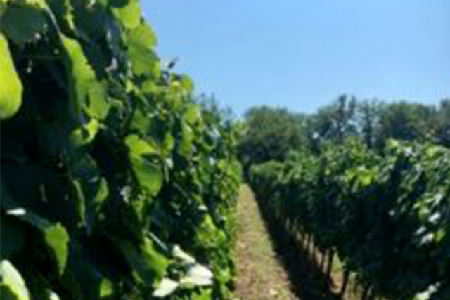 vinprovning uppsala importerar viner från b.la. Abruzzo, ett vindistrikt i Italien.