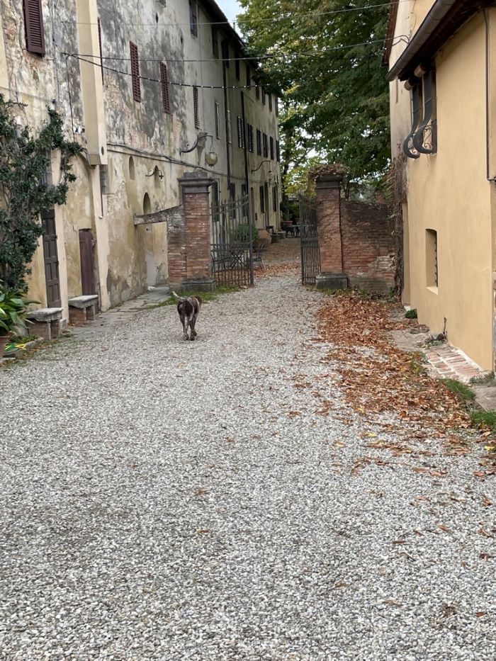 En hund promenerar på en gata i Italien. Följ med på en vinresa till Florens och Chianti.